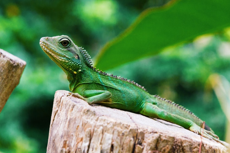 Iguana en un arbol