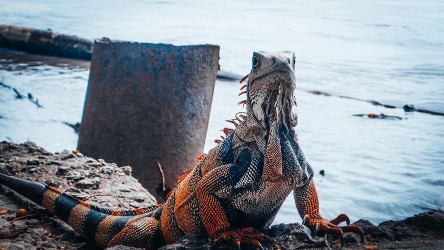 img Iguana 1