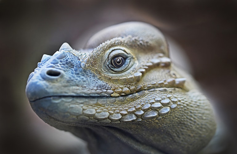 img Iguana 2