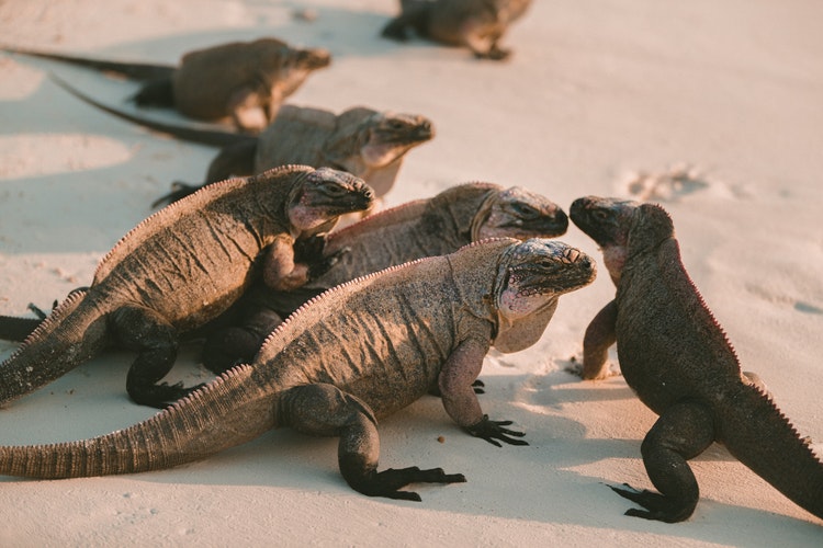 img Iguana 3